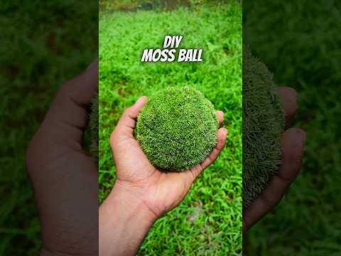 Moss Ball💚#diy #moss #mossball#kokedama #kokedamalove #kokedamalovers