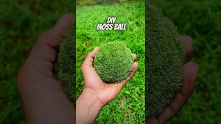 Moss Ball💚#diy #moss #mossball#kokedama #kokedamalove #kokedamalovers