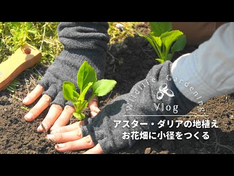 ワイルドアスター 植物