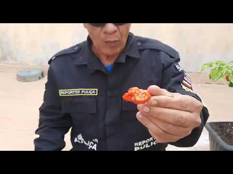 reporter puliça provando a pimenta mais forte do mundo, A Carolina Reaper
