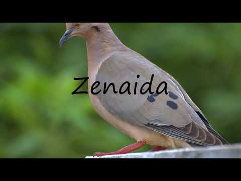 How to Pronounce Zenaida?