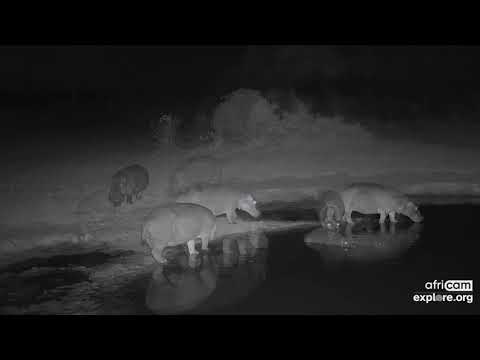 Six hippos graze at Nkorho. Oct 11 2021, 10:45 AM SAST, explore.org