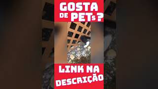 Videos Engraçados | Vídeos de Gatos ? #shorts