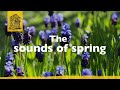 Fron Heulog, Powys: the sounds of spring