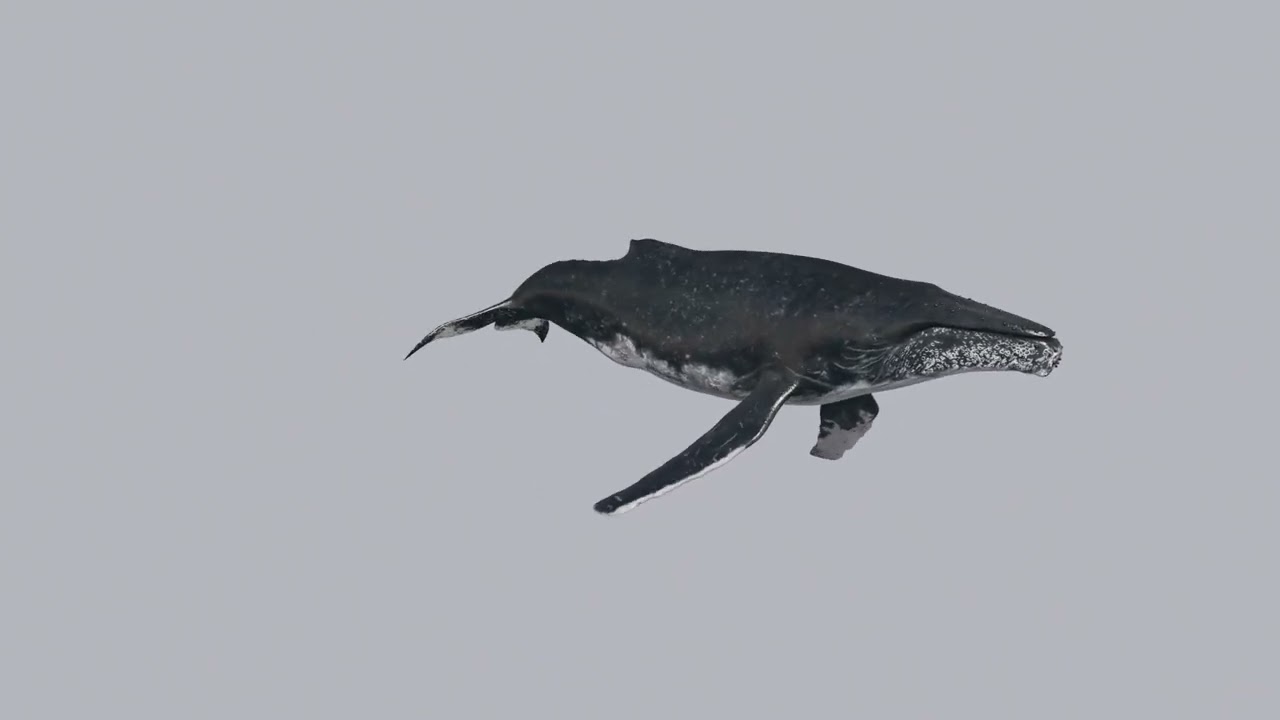 Accurate Humpback Whale 8K - 3d animated 3D Model