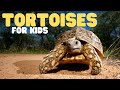 Tortoises For Kids Learn All About These Old Land Turtles