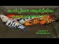 കാർപ്പിന് കുഞ്ഞിനെ എന്ത് ഫുഡ്‌ കൊടുക