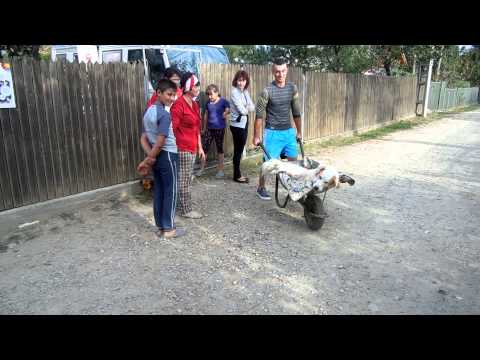 Lamento Rumeno Onlus sterilization campaign Vintila Voda jud Buzau 1