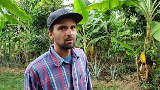 Horta no Sistema Agrofloresta.