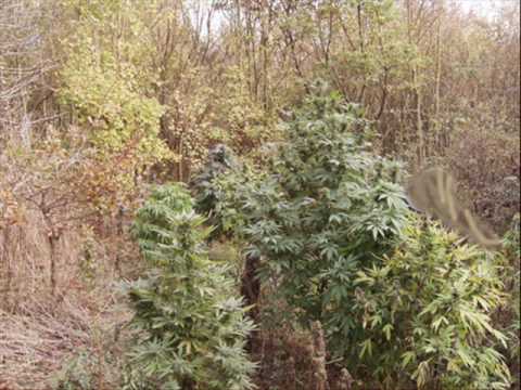 skitz ft Mr.ti2bs - rebel stand