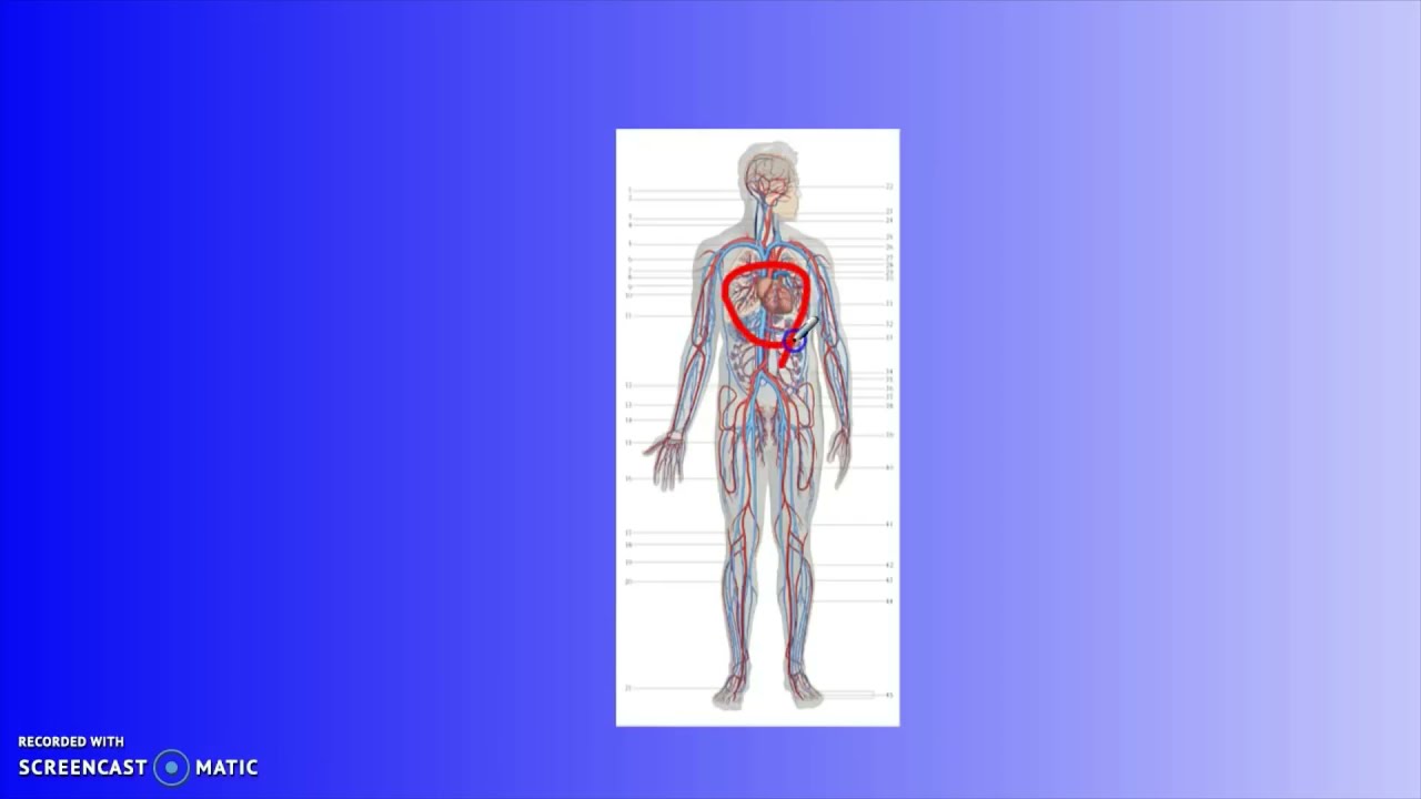 Apparato cardiocircolatorio (prima parte)