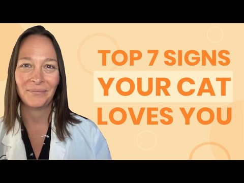Top 7 Signs That Your Cat Loves You