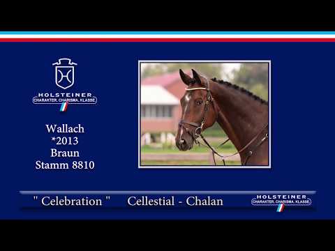 Holsteiner Elite-Reitpferdeauktion 2019 | Nr. 117 - Celebration v. Cellestial-Chalan