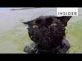 Cat Can't Get Enough Of Swimming At The Beach