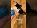My Very Vocal Tuxedo Cat Meowing