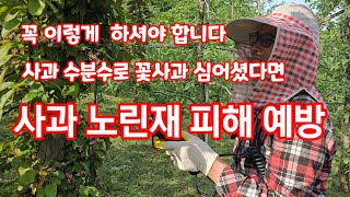 사과노린재 피해예방 사과밭에 수분수로 꽃사과 심었다면 이렇게 [사과재배]