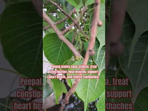 पीपल के पत्तों के 5 चमत्कारी फायदे | Asthma, Constipation, Heart Health & Wound Healing | Ayurvedic