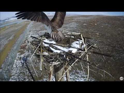 OSMP Osprey Cam More nest building plus working out who wants the nest 3-29-2018