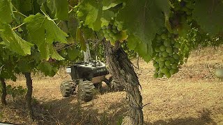 Üzüm bağlarının verimliliğini artıran akıllı robot