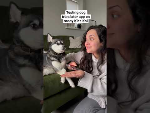 Probando la aplicación Dog Translator en SASSY Mini Husky 😂