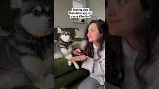 Testing Dog Translator App On SASSY Mini Husky �