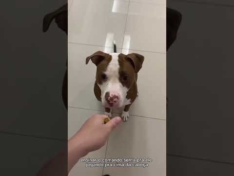 How to teach your dog the Stay command #shorts