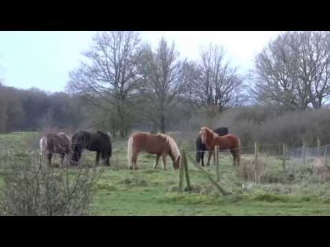 Grafheuvels Stegeren, paarden schrikken van donder