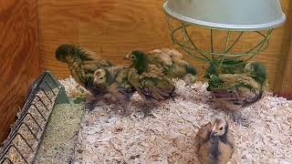 #Eekholt #Wildlife #Park #Wildpark Eekholt #Vögel