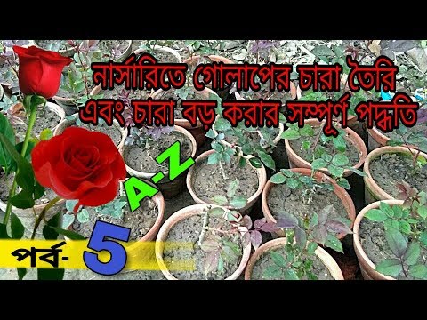 নার্সারিতে গোলাপ চারা তৈরীর সম্পূর্ণ পদ্ধতি।। কাটিং পদ্ধতির মাধ্যমে চারা তৈরি Video