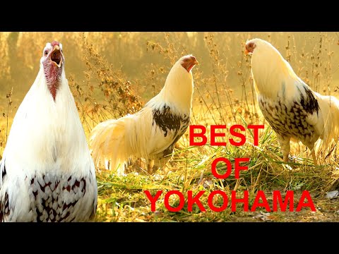 BEST OF YOKOHAMA - Krährufe von Yokohama-Hähnen im Vergleich zum Testhören - best roosters crowing