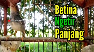 Download lagu PRENJAK BETINA Ngetir panjang istimewa suara jernih, cocok buat PANCINGAN Ataupun MASTERAN. mp3