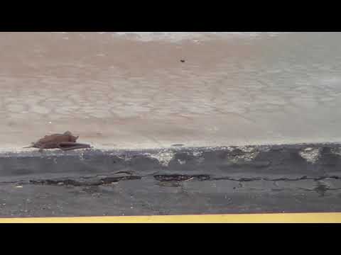 Bat lands on ground Best Western Coleman Texas storm chase 14 May 2015 1106a