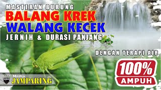 Download lagu MASTERAN BALANG KREK/WALANG KECEK   TERAPI AIR || AMPUH 100% DAN PATEN UNTUK MASTERAN BURUNG ANDA mp3