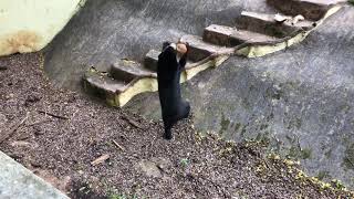 【海外 面白動画 東南アジア編】まるで着ぐるみ！？　マレーグマ面白動画 in ジャカルタ ラグナン動物園（Ragunan Zoo Jakarta）