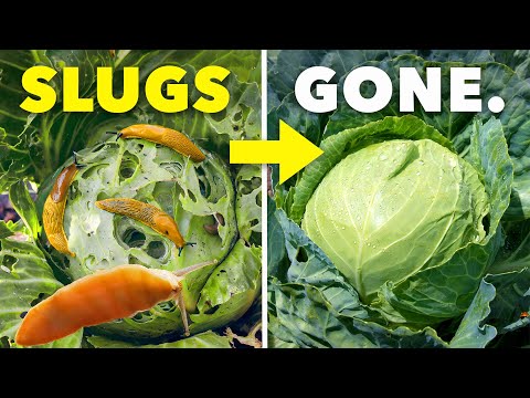 The Clever Way Smart Gardeners Eliminate Slugs