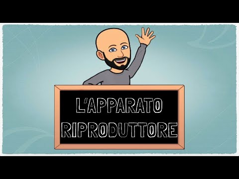 L'Apparato Riproduttore