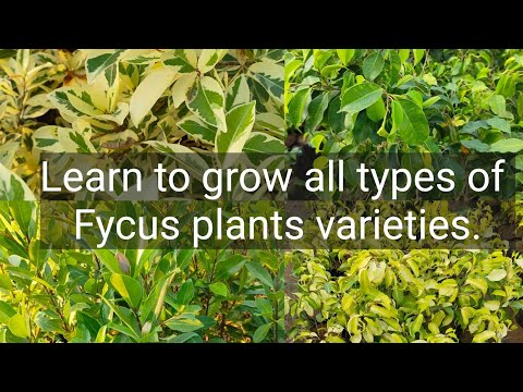 know about All Fycus varieties #plants #youtubevideos