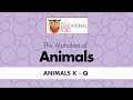 The Alphabet Of Animals K Q