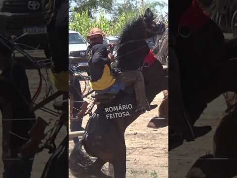 Cavalo gato preto estava agoniado#romariofeitosa #pegadeboinomato