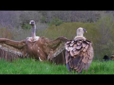 Buitre leonado ( Gyps fulvus ) Griffone vulture