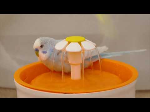 Budgie sounds and happy bath in bird fountain
