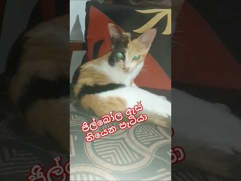 ජිල්බෝල ඇස් 😘#cat ##😺😺
