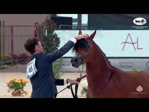 N 46 ENDER K A    European Championship 2021   VERONA   Yearling Colts Class 10A