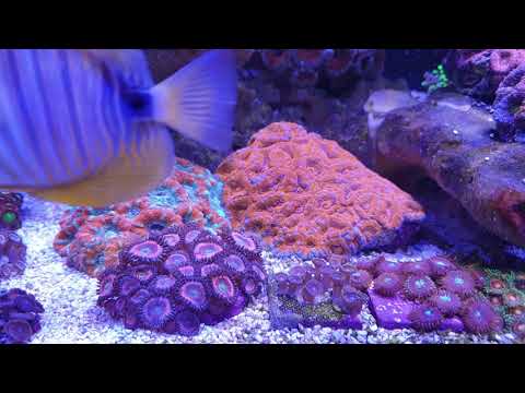 90X55X50h My Reef Tank. Turkey.