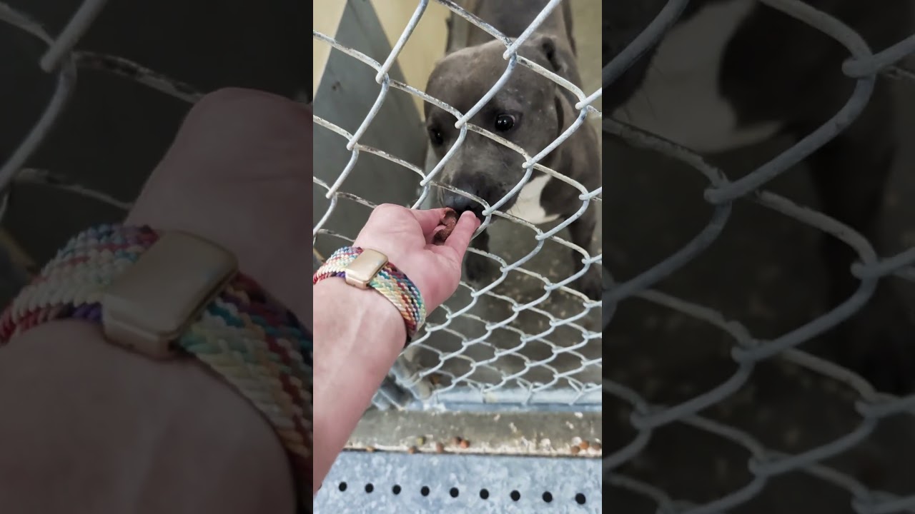 Jayda Skye, a Adoptable Mixed Breed in Columbiana, AL video 6/6