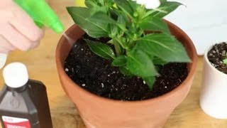 How to Kill Mold in a Plant Pot : Indoor Planting