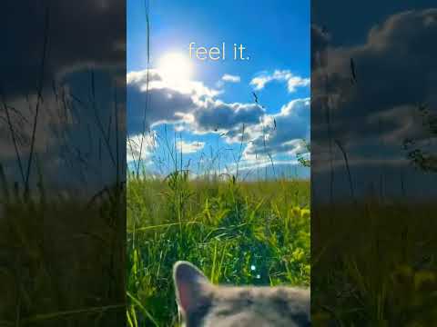 feel it. #shorts #relaxing #birds #birdsounds #birdsong