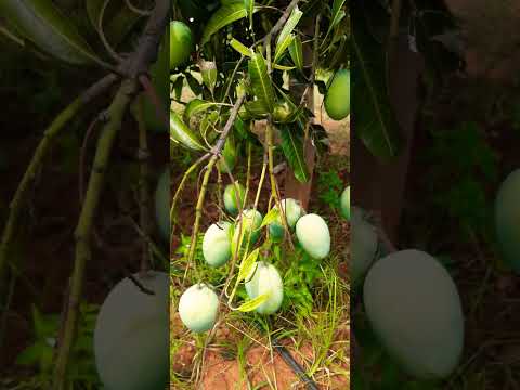 #Mango🥭 #alphonsa #mangojuice #horticulture #vivasayam #agriculture