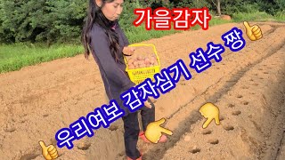 가을 홍감자 심기 가을감자 심는시기,방법~~ 홍심이,빨간감자,노란감자,두백,트랙터휴립기 두둑성형기,주만농장,…