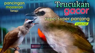 Download lagu trucukan gacor ropel panjang TERBAIK untuk pancingan masteran terapi full 2 jam mp3 Download lagu trucukan gacor ropel panjang TERBAIK untuk pancingan masteran terapi full 2 jam mp3